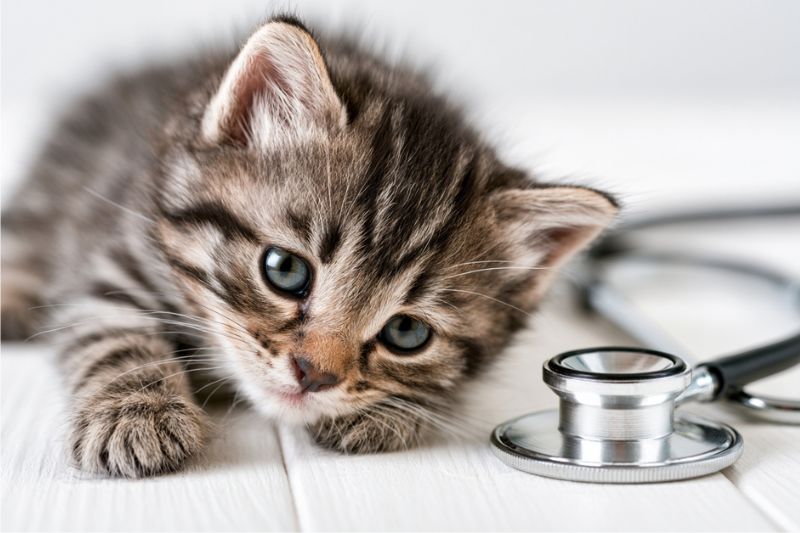Tabby kitten laying beside a stethoscope